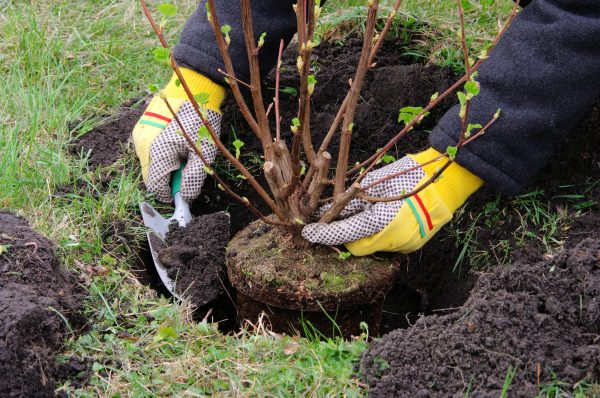 planting a shrub